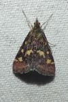 Pyrausta purpuralis