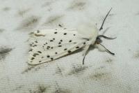 Spilosoma lubricipeda