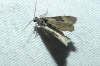 Xanthorhoe fluctuata