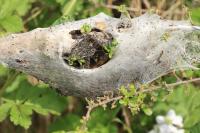 Eriogaster lanestris