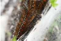 Eriogaster lanestris