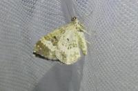 Epirrhoe alternata