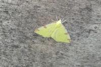 Opisthograptis luteolata