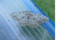 Hypomecis punctinalis