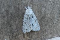 Acronicta psi/tridens