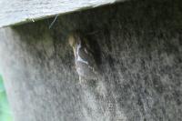 Korscheltellus lupulinus