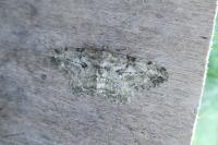 Peribatodes rhomboidaria