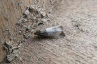 Notocelia cynosbatella