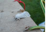Spilosoma lubricipeda