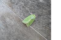 Pseudoips prasinanus