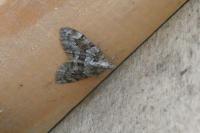 Thera britannica/obeliscata/variata