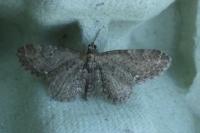 Eupithecia virgaureata