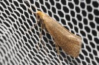 Nematopogon adansoniella