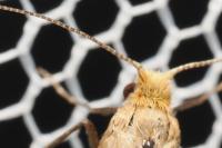 Nematopogon adansoniella