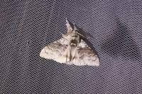 Calliteara pudibunda