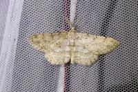 Hypomecis punctinalis