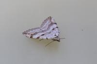 Aplocera efformata/plagiata