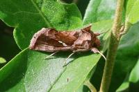 Chrysodeixis chalcites