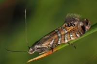 Glyphipterix thrasonella