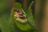 Coleophora discordella