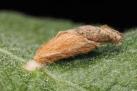 Coleophora lusciniaepennella