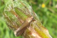 Glyphipterix fuscoviridella