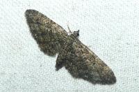 Eupithecia cocciferata