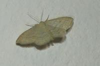 Idaea subsericeata