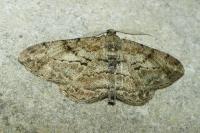 Peribatodes rhomboidaria