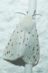 Spilosoma lubricipeda