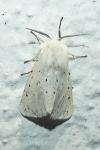 Spilosoma lubricipeda