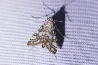 Elophila nymphaeata