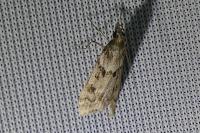 Eudonia angustea