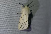 Spilosoma lubricipeda
