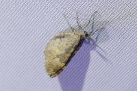 Xanthorhoe ferrugata