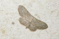 Idaea seriata