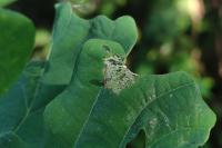 Coleophora ibipennella