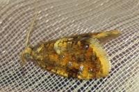 Pseudargyrotoza conwagana