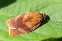 Cacoecimorpha pronubana