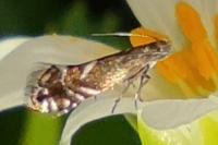 Glyphipterix simpliciella