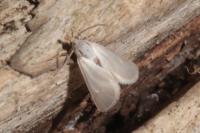 Acentria ephemerella