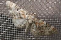 Eupithecia linariata/pulchellata