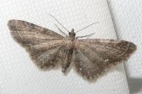 Eupithecia vulgata