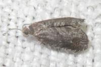 Grapholita funebrana/molesta