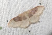 Idaea degeneraria