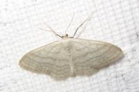 Idaea subsericeata