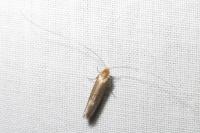 Nematopogon adansoniella