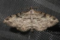 Peribatodes rhomboidaria