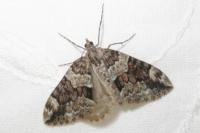 Thera britannica/obeliscata/variata