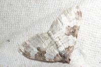 Xanthorhoe fluctuata